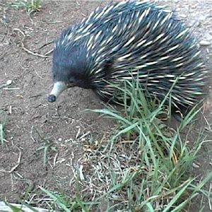 Short-beaked Echidna (2004)