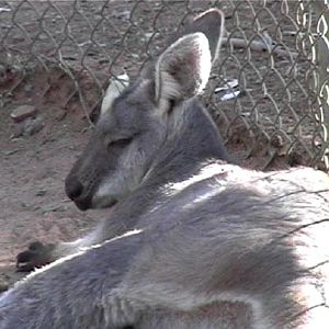 Red Kangaroo (2004)