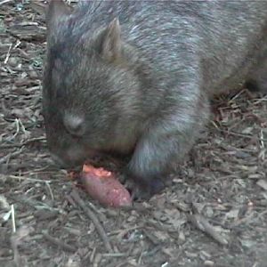 Common Wombat (2004)