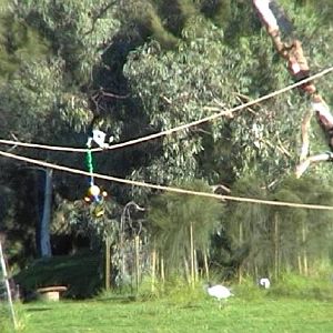 Black and White Ruffed Lemur (2004)