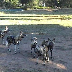 African Wild Dog (2004)