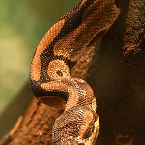 Royal python : Crocodiles of the World : 14 Sep 2025