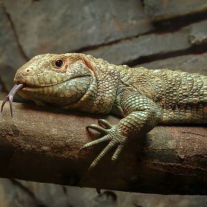 Northern caiman lizard : Crocodiles of the World : 14 Sep 2025