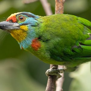 Black-browed barbet : Chester Zoo : 06 Sep 2025