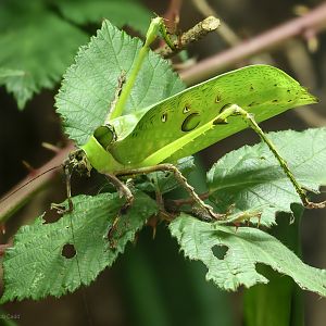 Malaysian leaf katydid : Chester Zoo : 06 Sep 2025