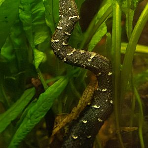 Tentacled snake : Chester Zoo : 06 Sep 2025