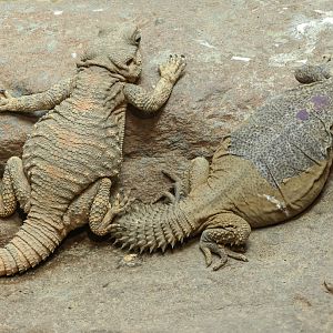 Uromastyx : Chester Zoo : 06 Sep 2025