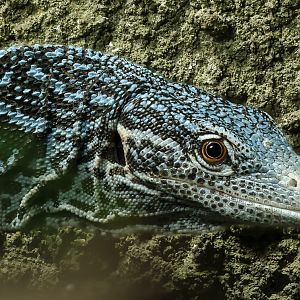 Blue tree monitor : Chester Zoo : 06 Sep 2025