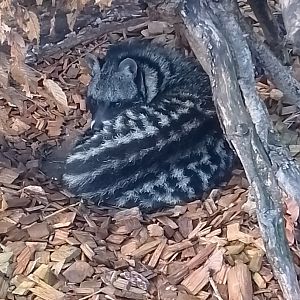 African civet