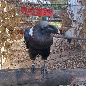 White-necked raven