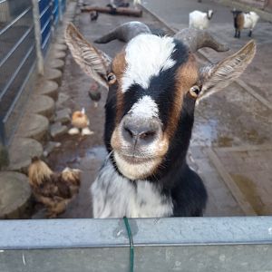 West African dwarf goat