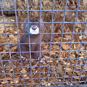 European mink