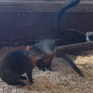 White-fronted lemur and Azara's agoutis
