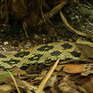 Taiwan beauty snake : Chester Zoo : 06 Sep 2025