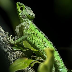 Eastern casquehead iguana : Chester Zoo : 06 Sep 2025