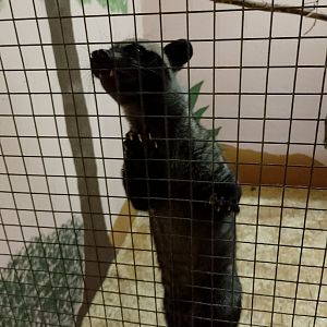 Philippine Palm civet