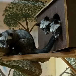 Philippine Palm civet