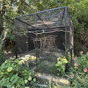 Crimson-rumped Toucanet Aviary