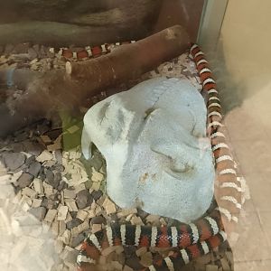 Sonoran mountain kingsnake