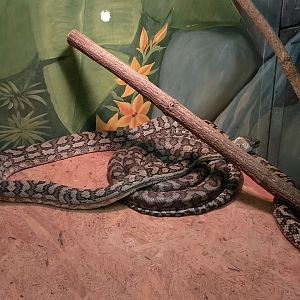Carpet pythons