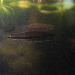 Briliant rasbora (Rasbora einthovenii)
