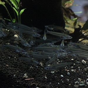 Moolenburgh's catfish (Pseudeutropius moolenburghae)