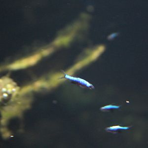 Axelrod's rasbora (Sundadanio axelrodi)