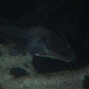 Hoeven's catfish (Hemibagrus hoevenii)