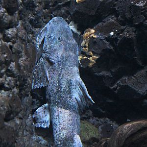 Giant devil catfish (Bagarius lica)