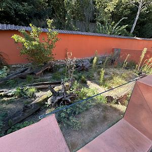 Large Hairy Armadillo Exhibit