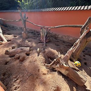 Meerkat Exhibit