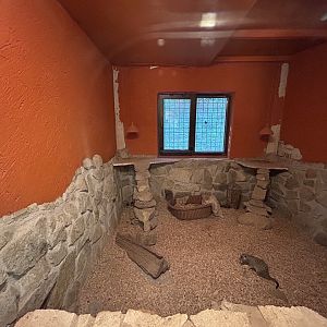 Indoor Meerkat Exhibit