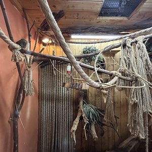 Pygmy Marmoset Exhibit