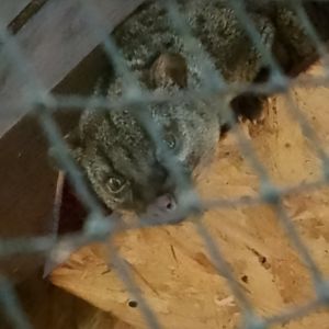 African palm civet