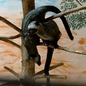 Philippine palm civets