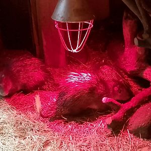 African brush-tailed porcupines