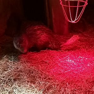 African brush-tailed porcupine