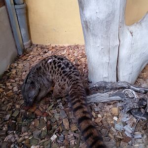 African palm civet