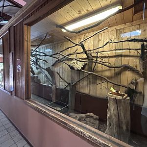 Two-toed Sloth Exhibit