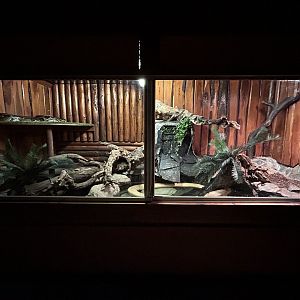 Burmese Python Exhibit