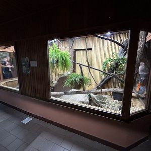 West African Dwarf Crocodile Exhibit