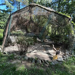 Red-legged Seriema Aviary