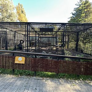 Barbary Macaque Exhibit