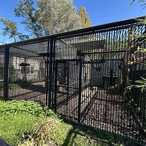 Buff-cheeked Gibbon Exhibit