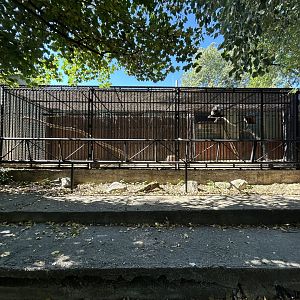 Ring-tailed Lemur Exhibit