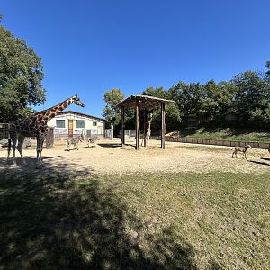 Giraffe, Zebra & Ostrich Exhibit