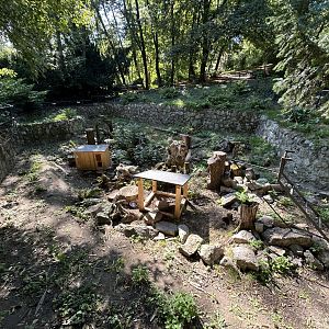 Striped Skunk Exhibit