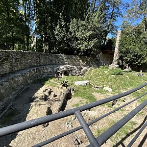 Indian Crested Porcupine Exhibit