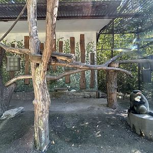 DeBrazza’s Monkey Exhibit