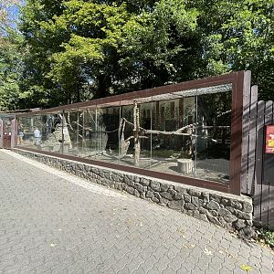 DeBrazza’s Monkey Exhibit